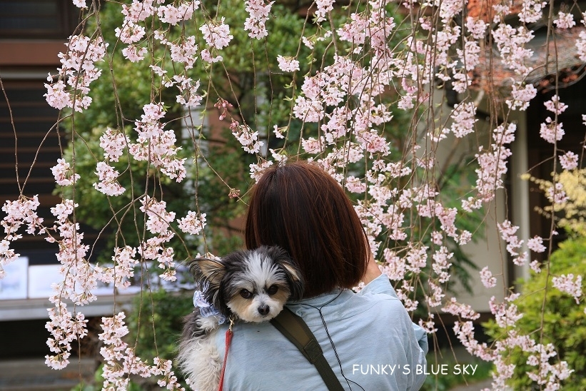 SAKURA*2019　その５ (ふたたびお寺の桜）_c0145250_10024999.jpg