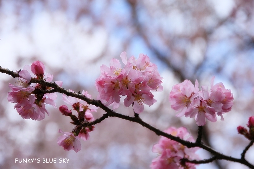 SAKURA*2019　その５ (ふたたびお寺の桜）_c0145250_10030688.jpg