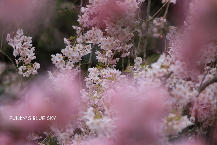 SAKURA*2019　その５ (ふたたびお寺の桜）_c0145250_10031727.jpg