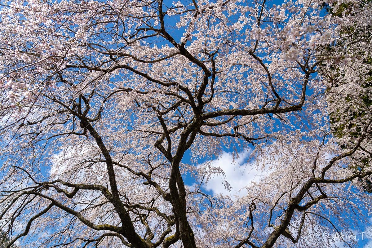 京都の桜 2019 〜6〜_f0152550_21161770.jpg