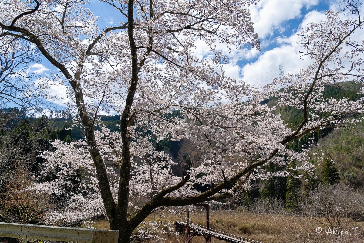 京都の桜 2019 〜6〜_f0152550_21163757.jpg