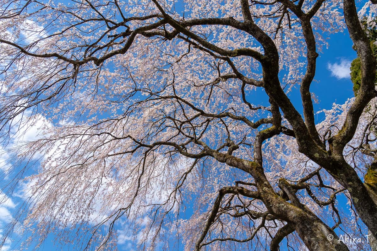 京都の桜 2019 〜6〜_f0152550_21164678.jpg