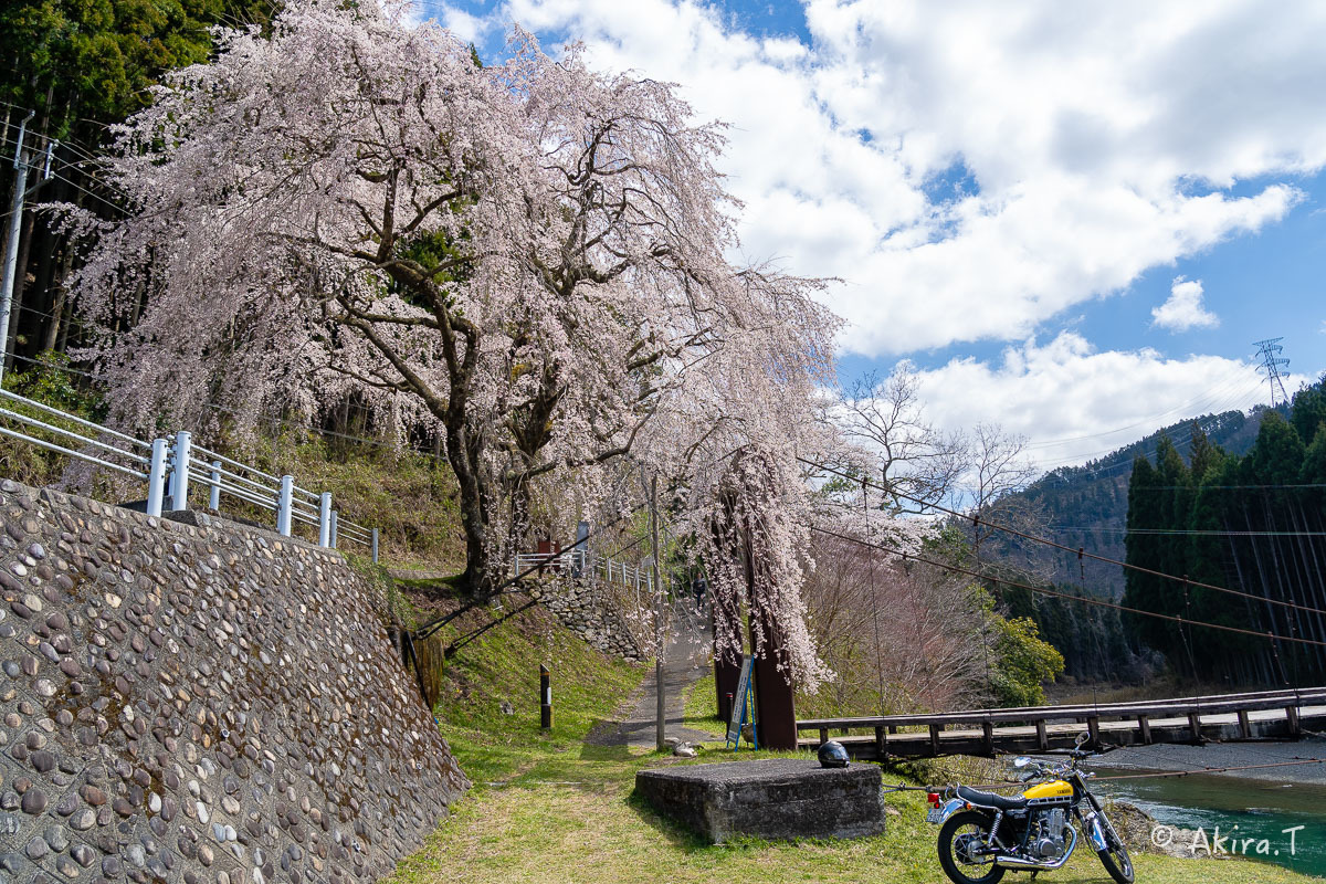 京都の桜 2019 〜6〜_f0152550_21170234.jpg