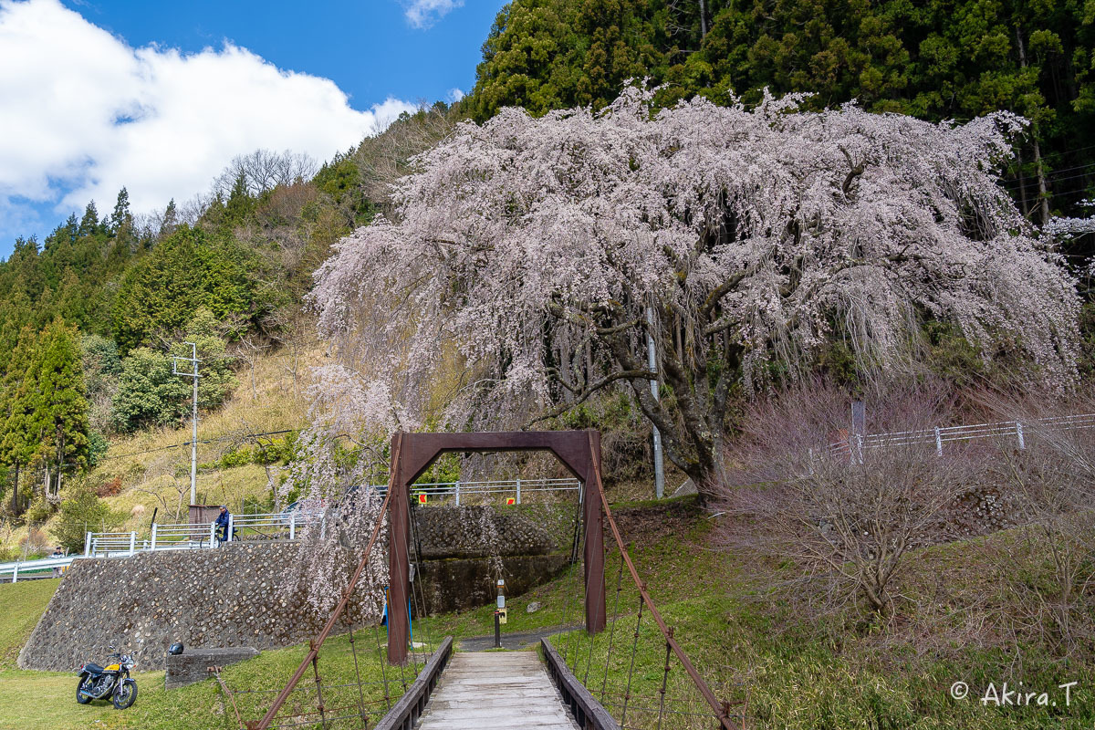 京都の桜 2019 〜6〜_f0152550_21171253.jpg
