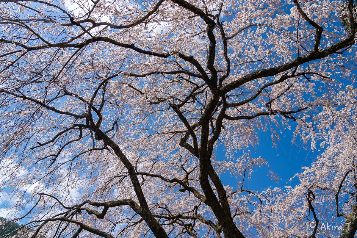 京都の桜 2019 〜6〜_f0152550_21172850.jpg