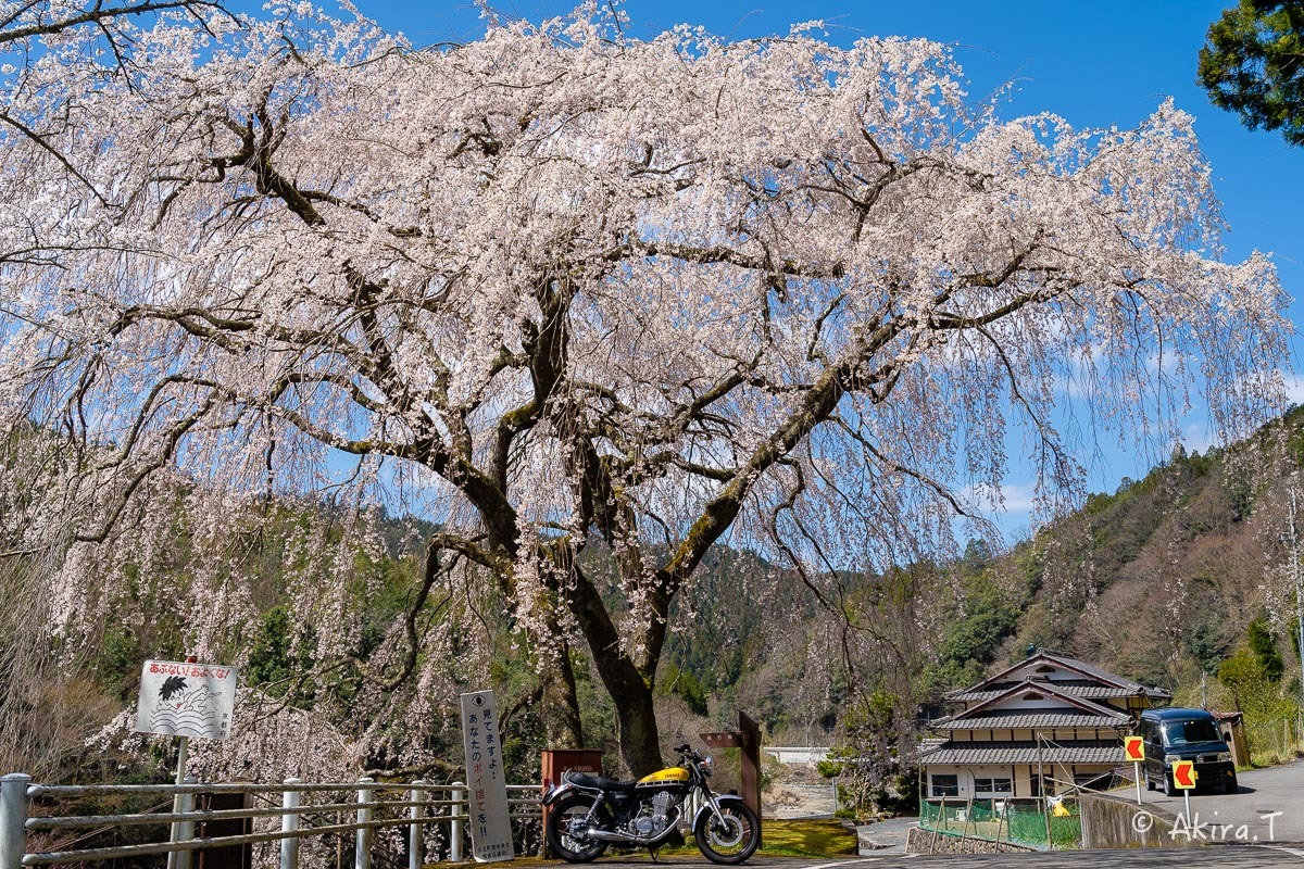 京都の桜 2019 〜6〜_f0152550_21175314.jpg