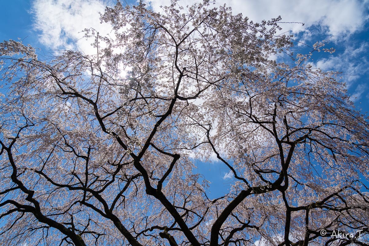 京都の桜 2019 〜6〜_f0152550_21191920.jpg