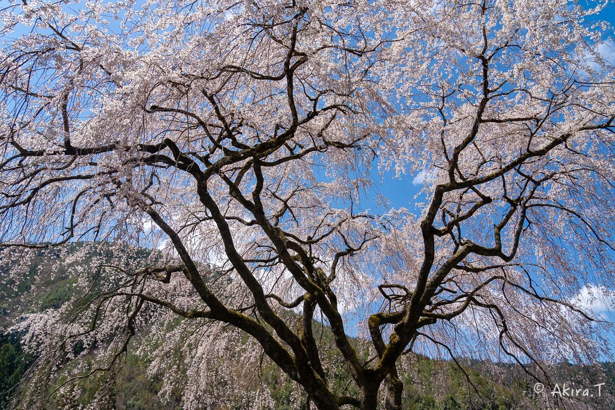 京都の桜 2019 〜6〜_f0152550_21192895.jpg