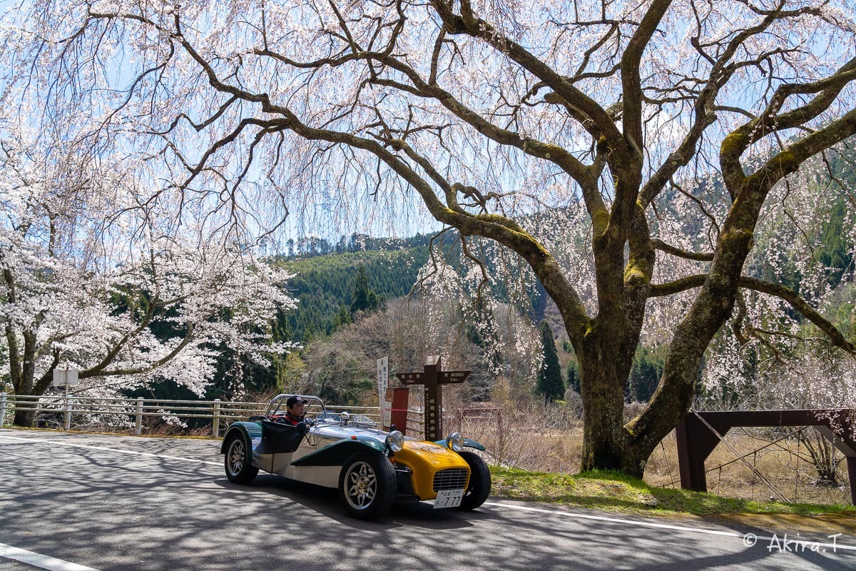 京都の桜 2019 〜6〜_f0152550_21193885.jpg