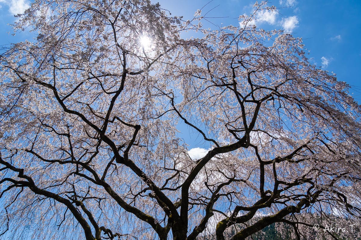 京都の桜 2019 〜6〜_f0152550_21194930.jpg