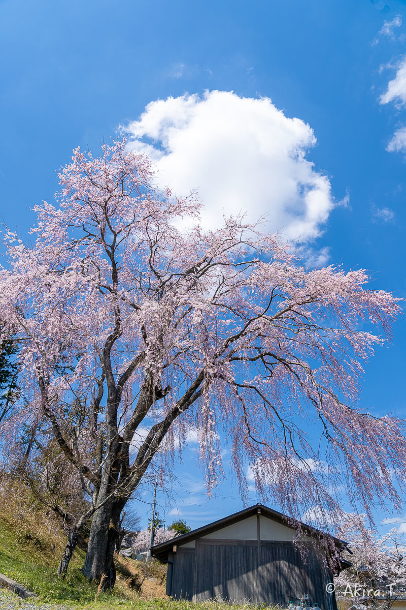 京都の桜 2019 〜6〜_f0152550_21222444.jpg