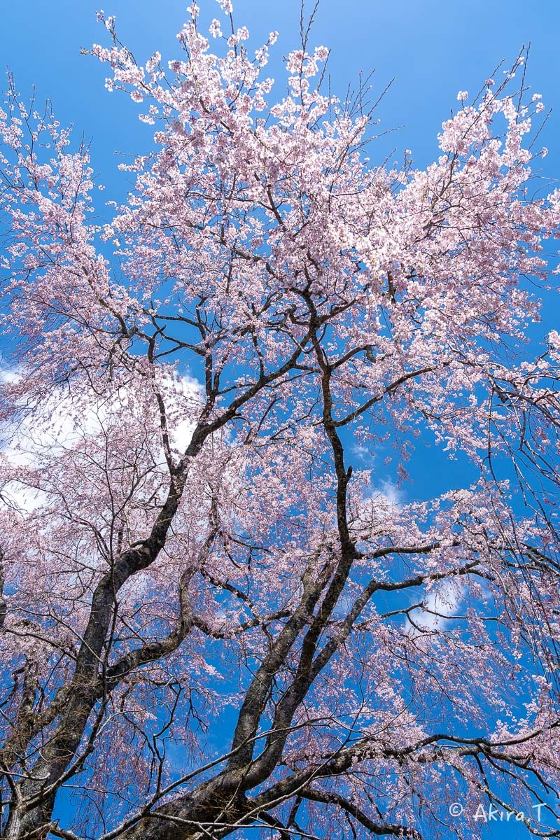 京都の桜 2019 〜6〜_f0152550_21223181.jpg