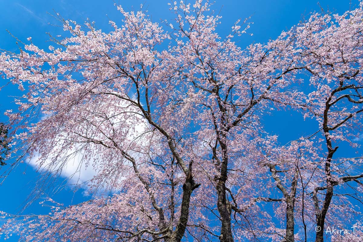京都の桜 2019 〜6〜_f0152550_21223849.jpg