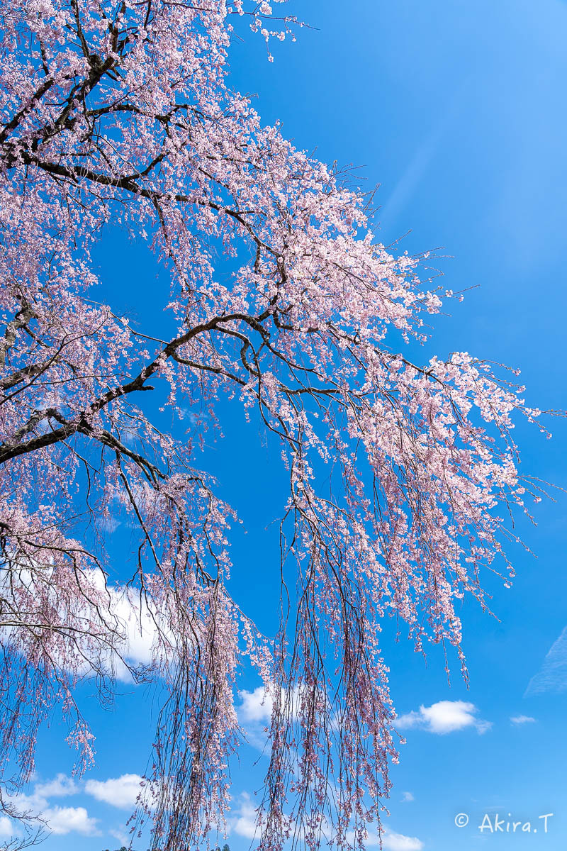 京都の桜 2019 〜6〜_f0152550_21224769.jpg