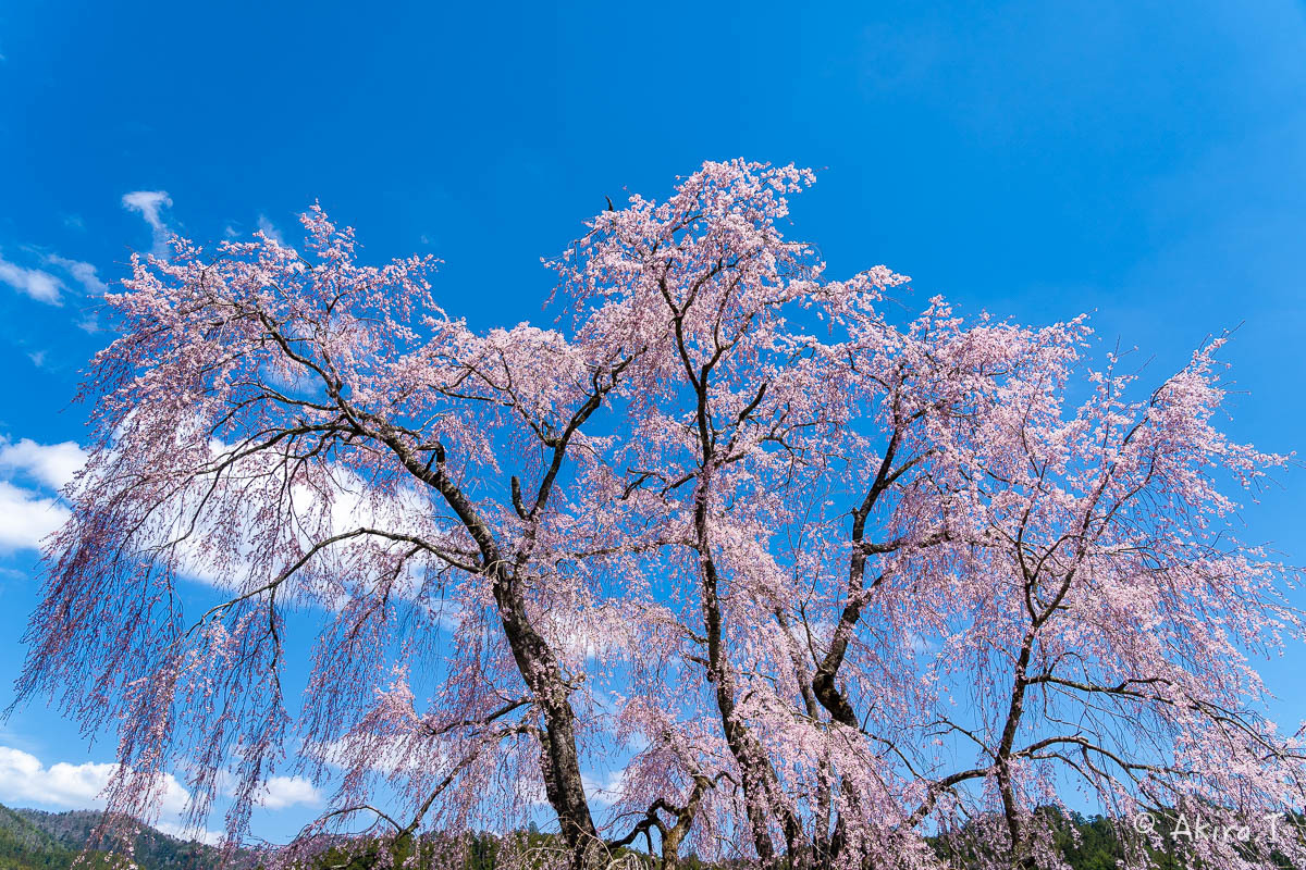 京都の桜 2019 〜6〜_f0152550_21225784.jpg