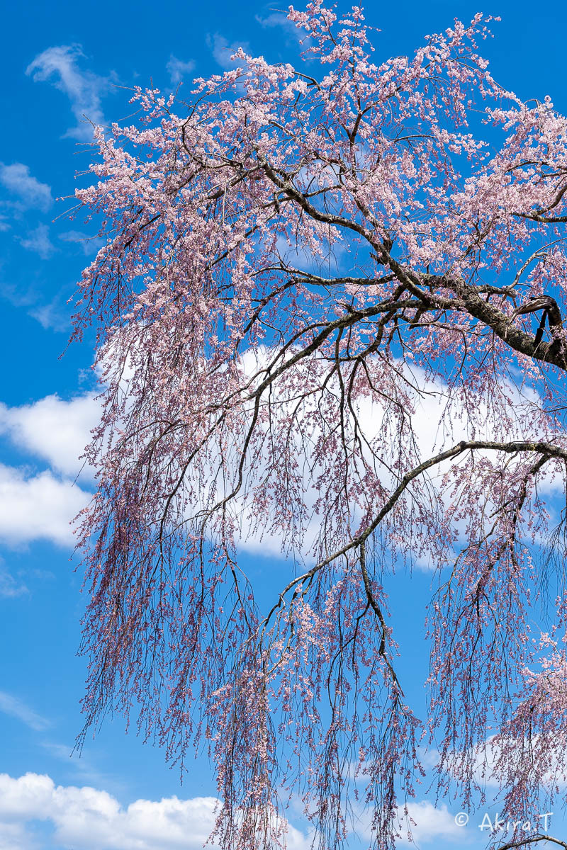 京都の桜 2019 〜6〜_f0152550_21231083.jpg