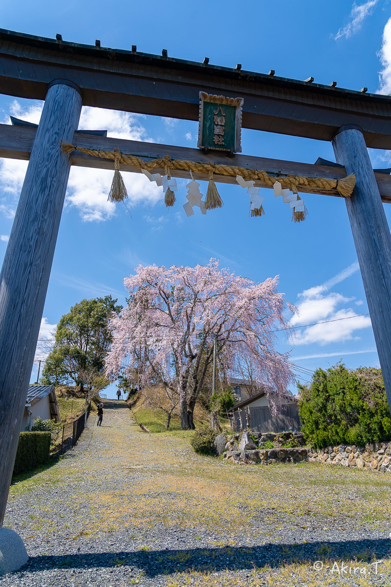 京都の桜 2019 〜6〜_f0152550_21231754.jpg
