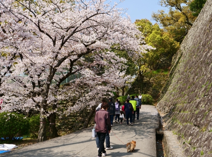 　　平成最後の桜、和歌山城　　２０１９-０４-２１　００：００ 　_b0093754_22462037.jpg
