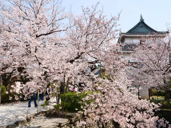 　　平成最後の桜、和歌山城　　２０１９-０４-２１　００：００ 　_b0093754_22475573.jpg