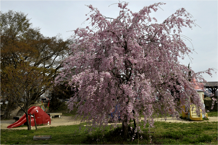  枝垂桜 _f0183556_13565748.gif