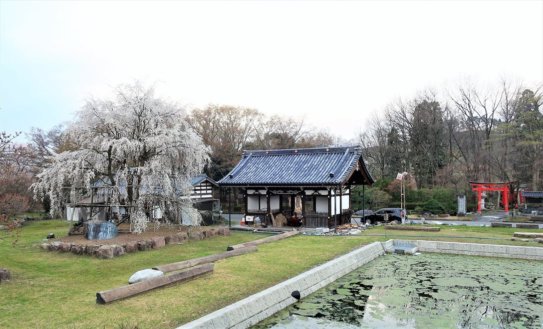 変わらぬ風景ー85　里山の桜たち～満月_b0191160_22335239.jpg