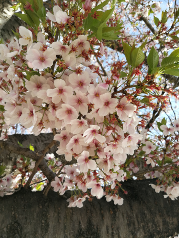 大阪行き_a0007462_19142903.png