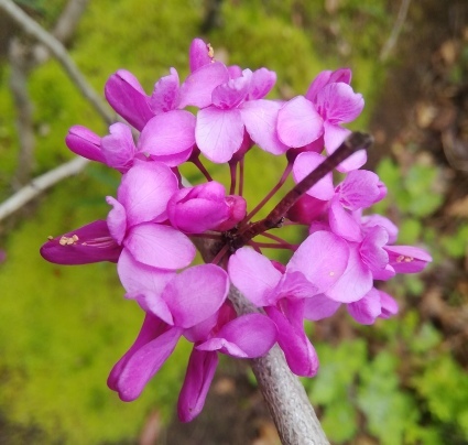 花蘇芳の心…_b0368362_04204399.jpg