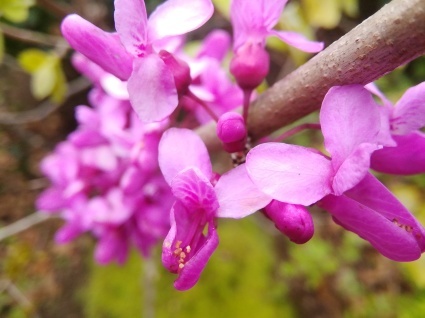 花蘇芳の心…_b0368362_04234334.jpg