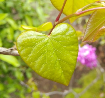 花蘇芳の心…_b0368362_04254293.jpg