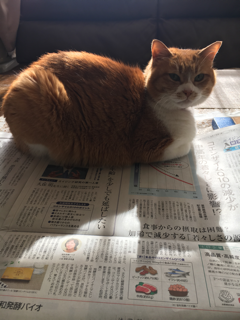 眠い💤_f0363168_08174180.png