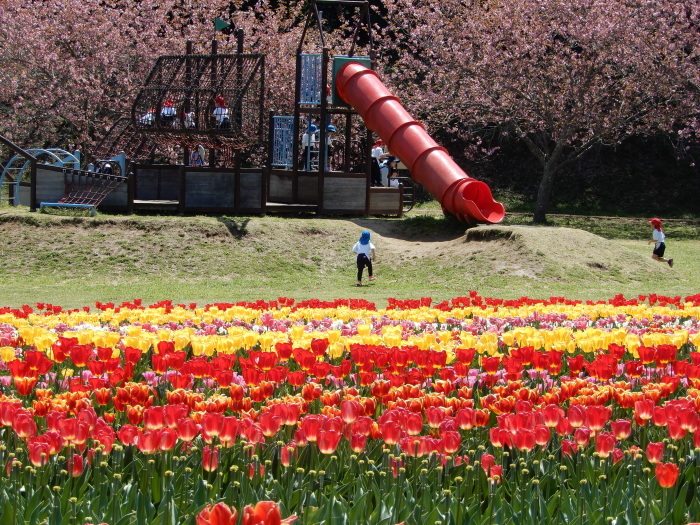 チューリップ　木原城址城山公園_c0143772_13414065.jpg