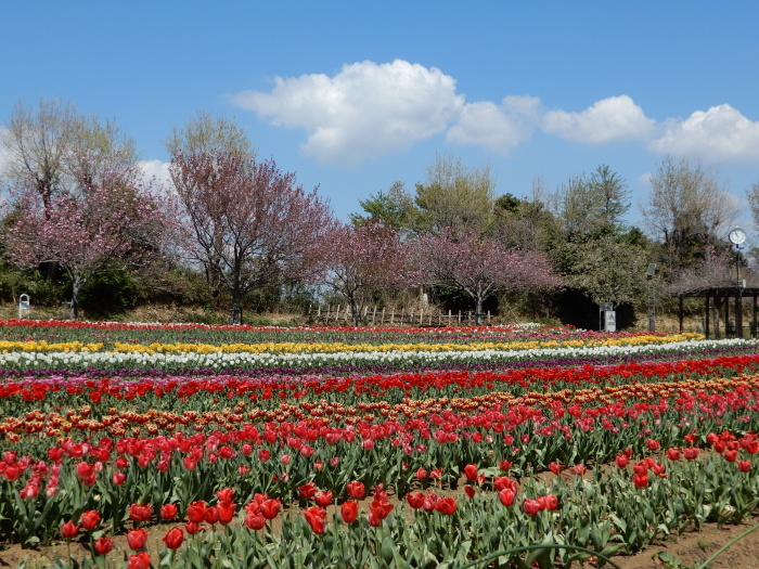 チューリップ　木原城址城山公園_c0143772_13430746.jpg