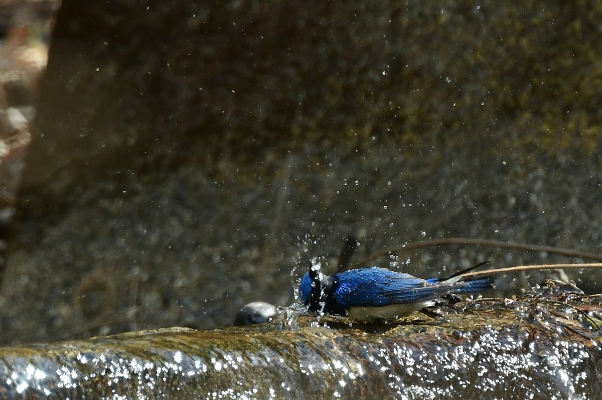 水浴び　オオルリ_f0053272_22044665.jpg