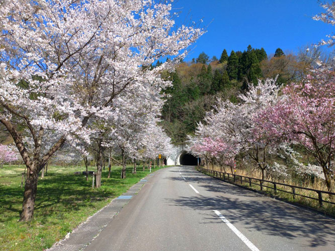 山中温泉の桜は終わっちゃ〜いなかった！！_d0095673_09532296.jpg