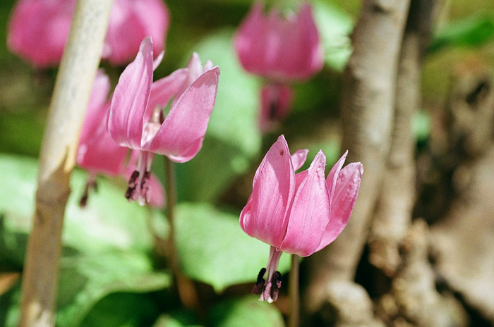 かたくりの花_c0182775_17442596.jpg