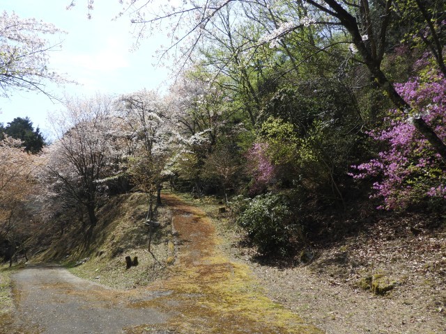 コマドリ、小チャルメラソウ_f0378979_14035904.jpg