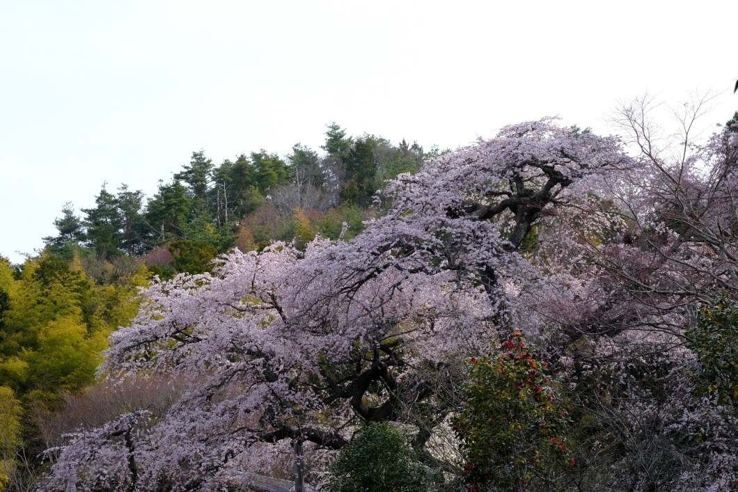 泉福寺の枝垂れ桜　＜２＞　常陸太田市　２０１９・０４・１４_e0143883_05212998.jpg