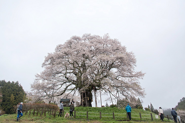 醍醐桜_d0220684_22125705.jpg