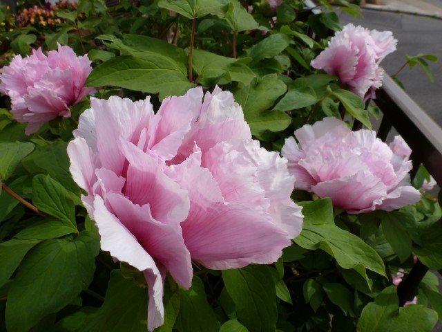 c0286885_11524210.jpg