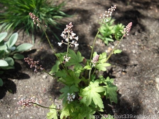 春の庭しごと　庭に咲いた宿根草の花_c0293787_15250970.jpg