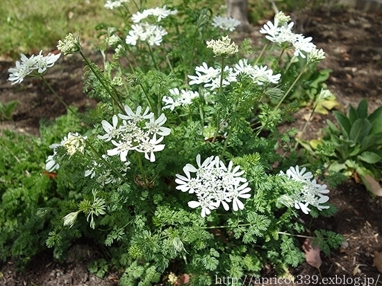 春の庭しごと 庭に咲いた宿根草の花_c0293787_15254142.jpg