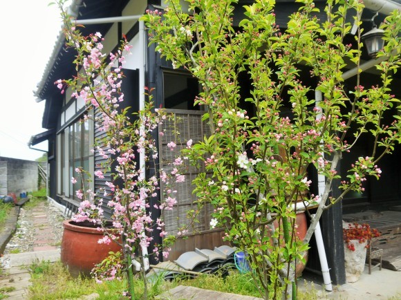 鬱金桜 うこんざくら リンとヒメの散歩道
