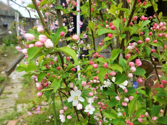 鬱金桜 うこんざくら リンとヒメの散歩道