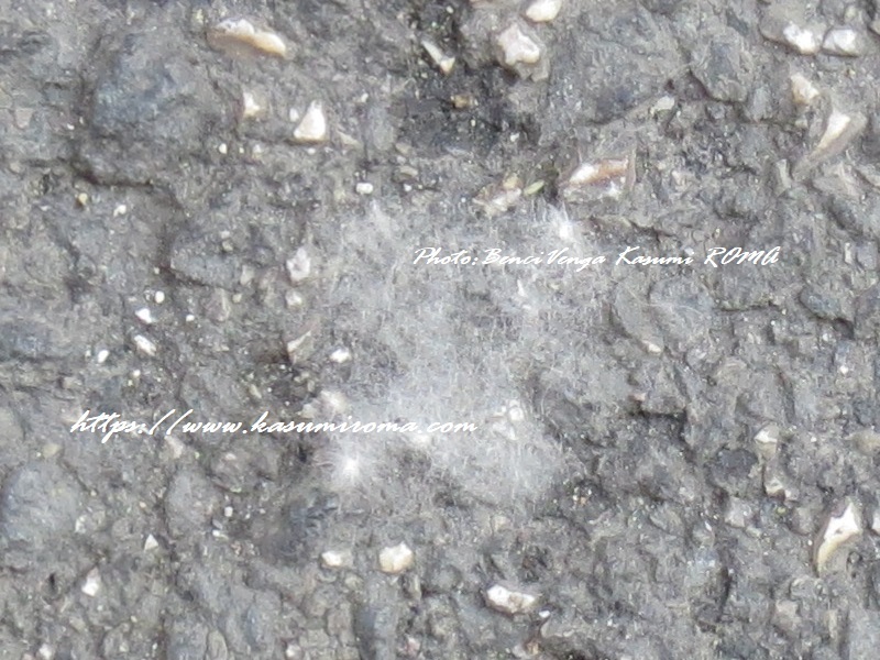 b0096600_19424656.jpg