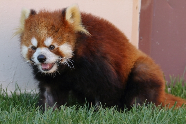 レッサーパンダの、后ちゃんを探せ_b0291402_08233112.jpg