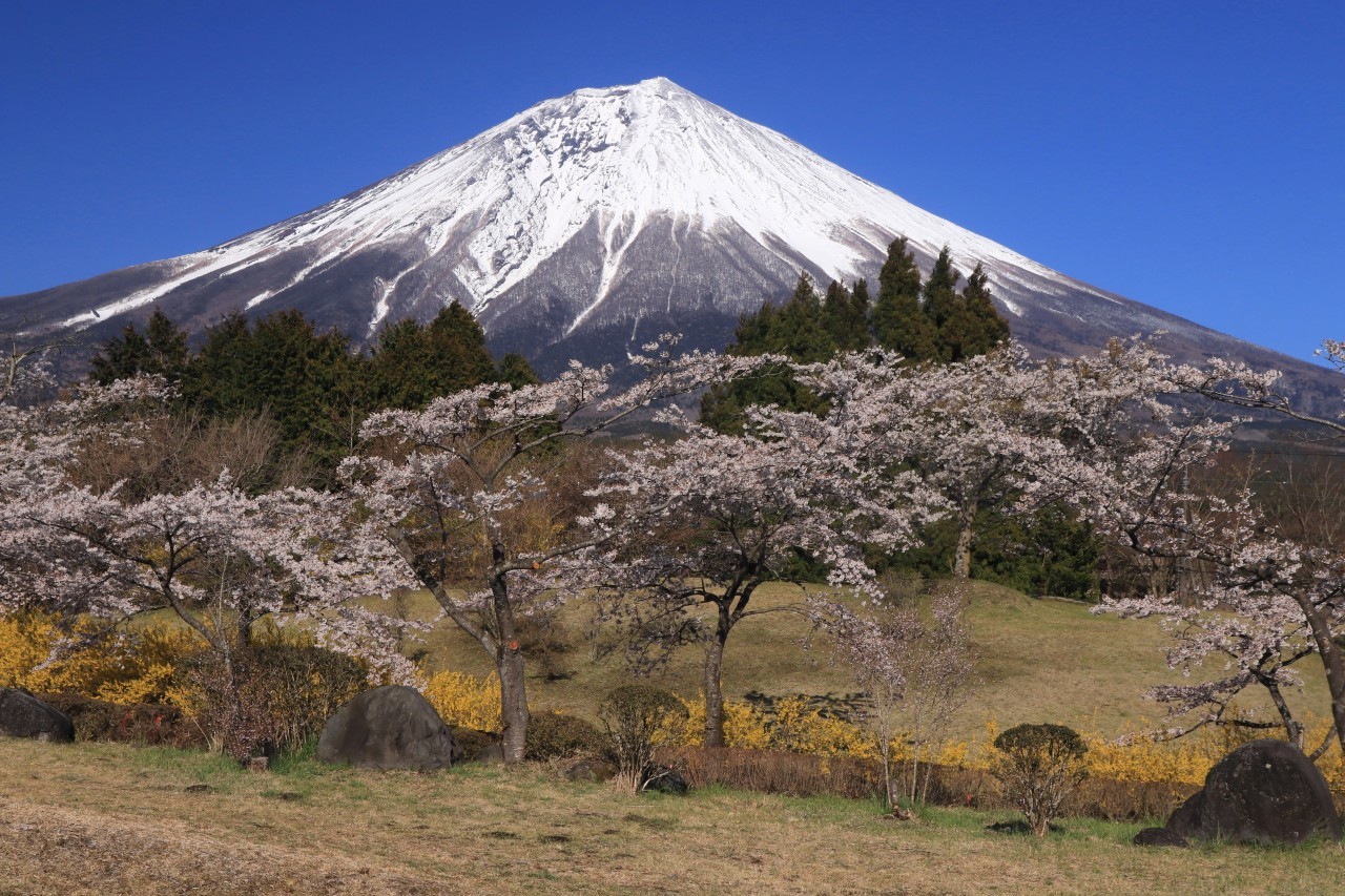 富士桜自然墓地公園のさくら 富士山大好き 写真は最高