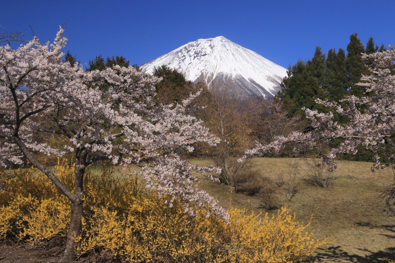 富士桜自然墓地公園のさくら 富士山大好き 写真は最高