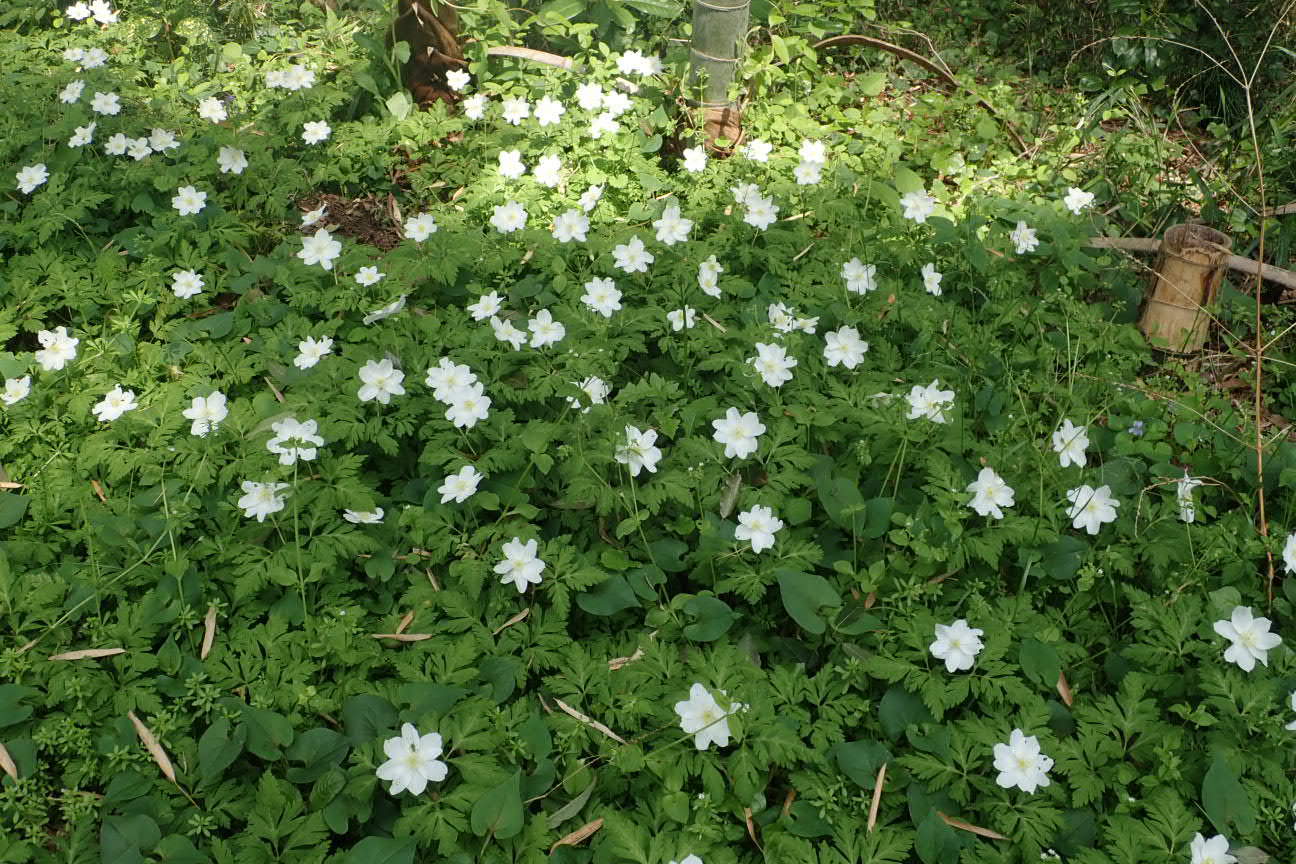 イチリンソウ 一輪草 里山の四季