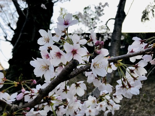 平成最後 満開の桜から?!2019年5月~新元号「令和」のR年へ_f0221708_16363406.jpg