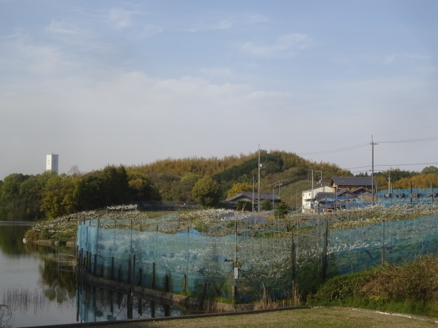 梨（なし）の花と棚畑（今治市朝倉古谷地区）…2019/4/17_f0231709_10344158.jpg